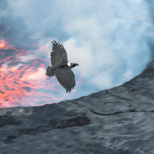 Un'aquila sorvola il fumante lago di lava all'interno del cratere del Nyiragongo